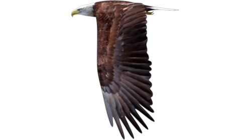 Bald Eagle Flying Loop Side 1