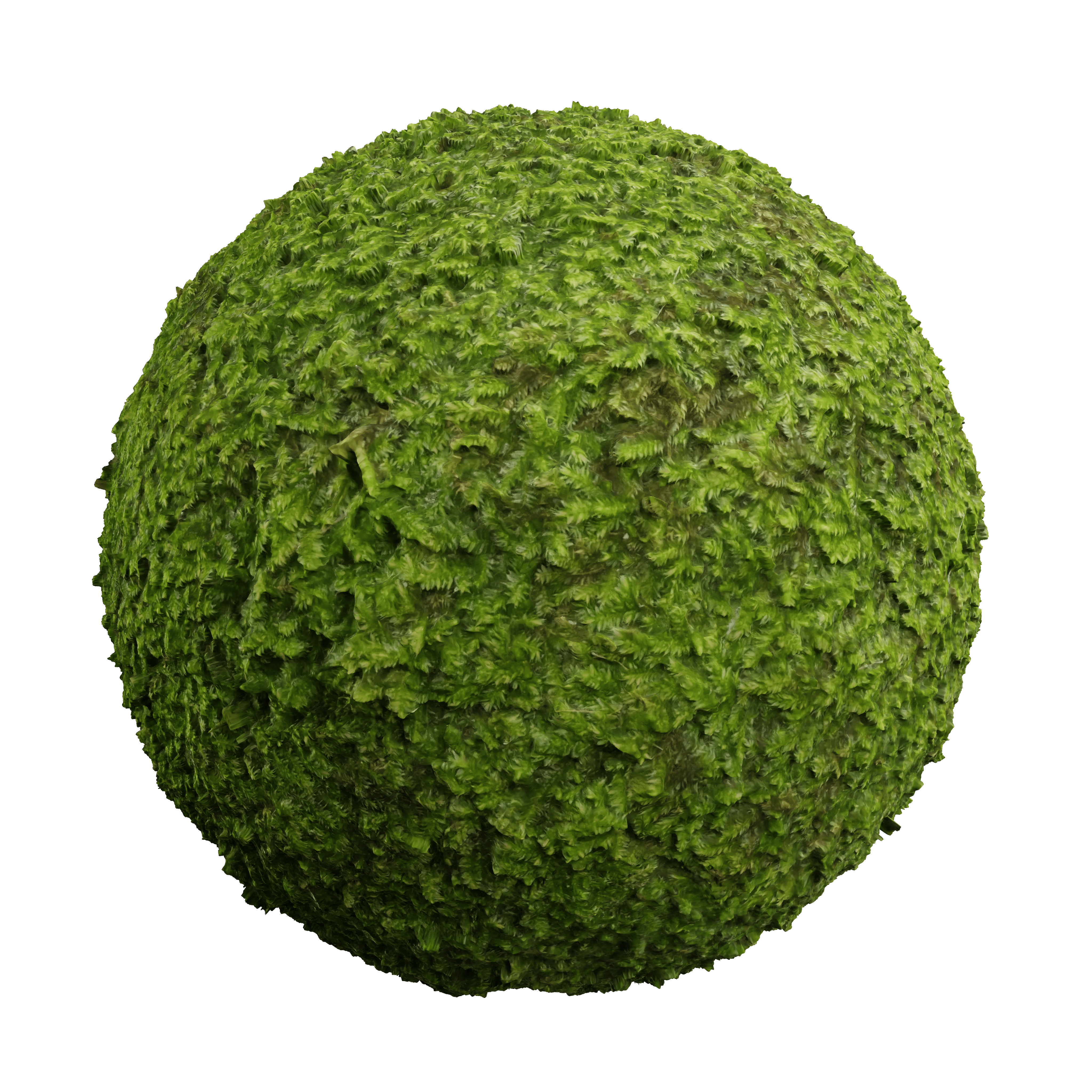 Tropical Moss 2