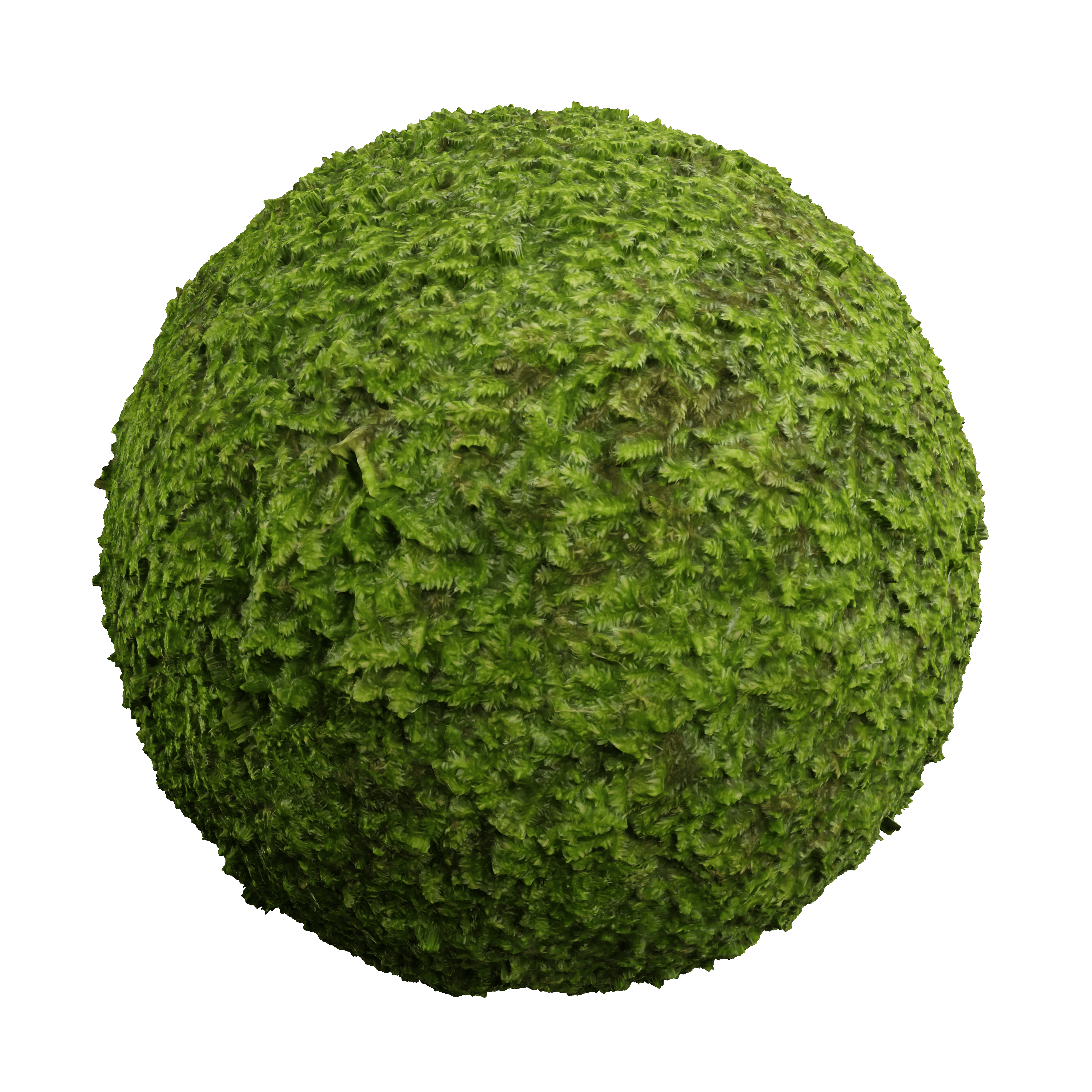Tropical Moss 2