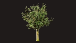 Ash Tree 2