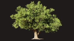 Indian Banyan Tree 1