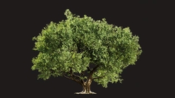Indian Banyan Tree 2