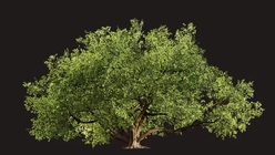 Indian Banyan Tree 3