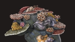 Coral Clump