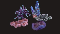 Coral Collection Blue