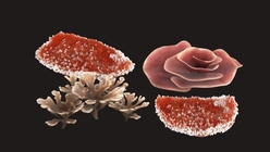 Coral Collection Red 2