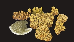Coral Collection Yellow