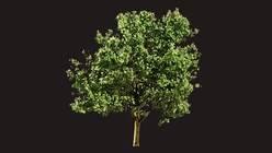 English Oak 1