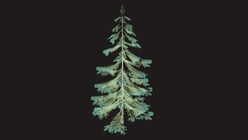 Pine Tree Low Poly 1