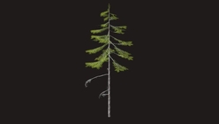 Pine Tree Low Poly 2
