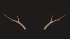 Small Antlers