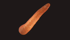 Carrot