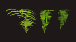 Basic Ferns