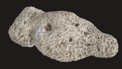 Coral 2