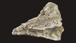 Coral 5