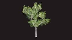 Elm Tree Low Poly 1