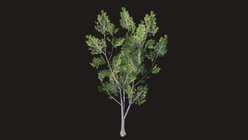 Elm Tree Low Poly 2