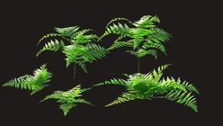 Ferns