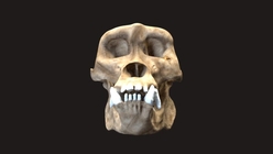 Gorilla Skull 1