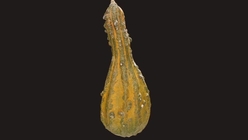 Gourd 3