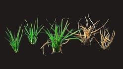Grass 1