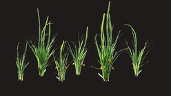Grass 2