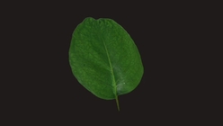 Grass Leaf 1