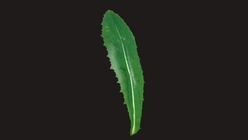 Weed Leaf 3