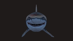 Great White Shark (FBX + C4D)