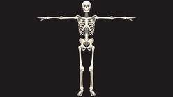 Human Skeleton