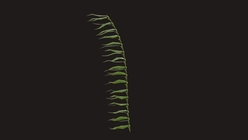 Kelp 1