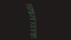 Kelp 2