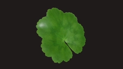 Flowering Bush Leaf 1