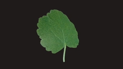 Mallow Leaf 1