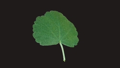 Mallow Leaf 2
