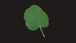 Mallow Leaf 3