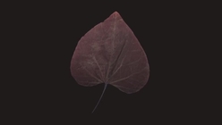 Black Pearl Redbud Leaf 3