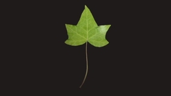 Ivy Leaf 1