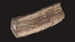 Firewood Log 4