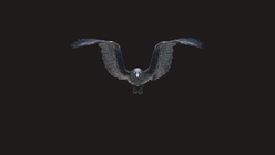 Low Poly Crow