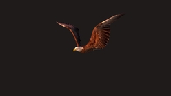 Eagle 1