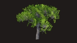 Oak Tree Low Poly 2