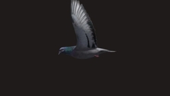 Pigeon 1