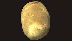 Potato 1