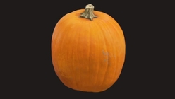 Pumpkin 1