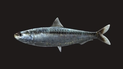 Sardine Model