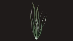 Seaweed 2