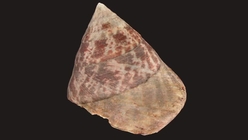 Small Shell 2