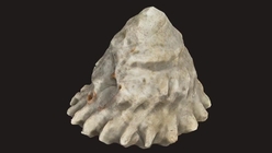 Small Shell 4
