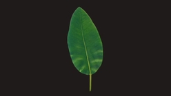 Magnolia Tree Leaf 2